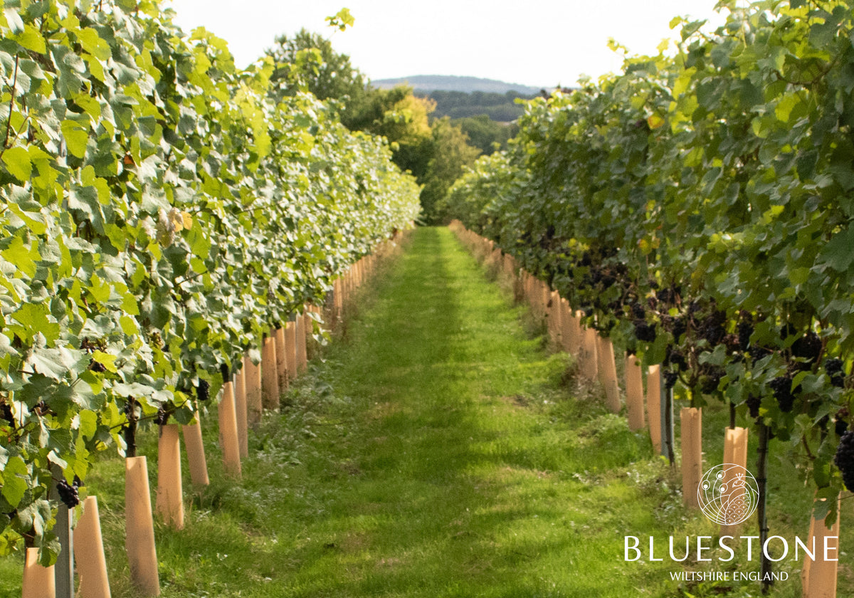 2020 Vintage Report at Bluestone Vineyards