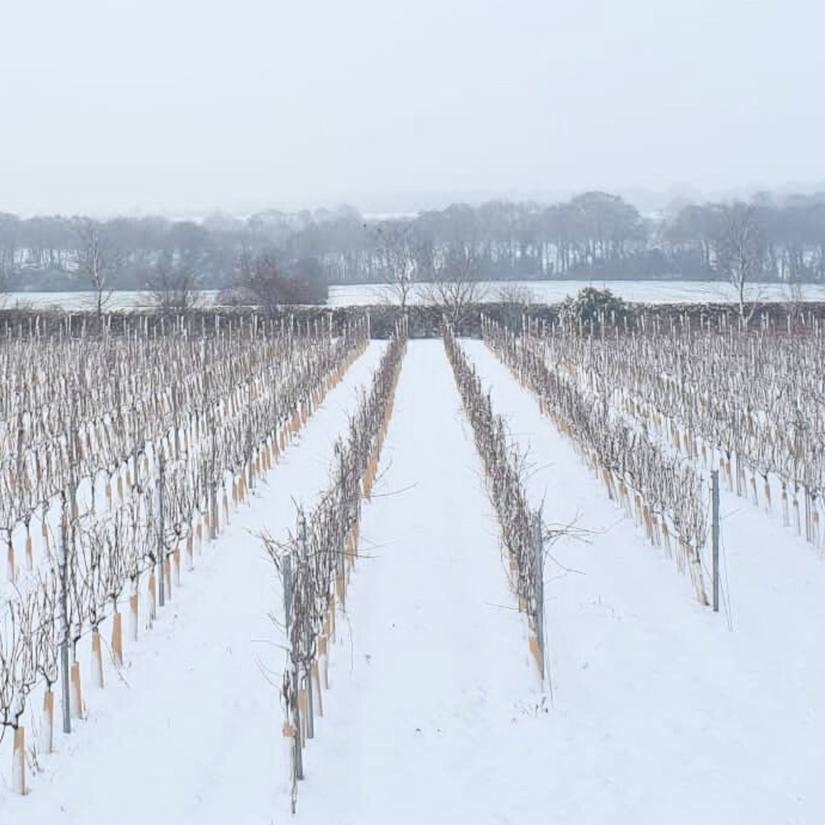 Signature Tour & Tasting: Winter Edition