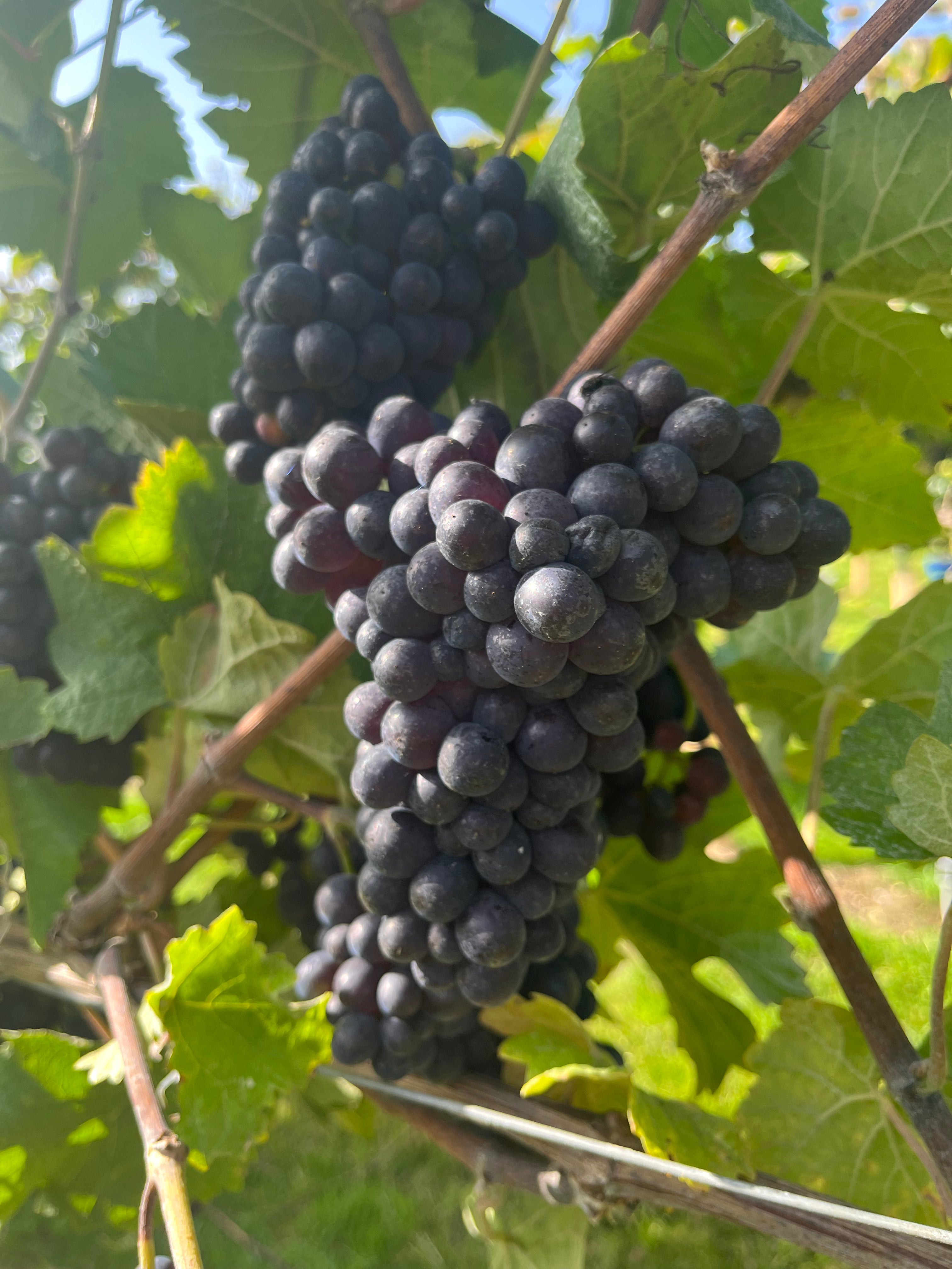 Traditional Method: From Grape to Glass