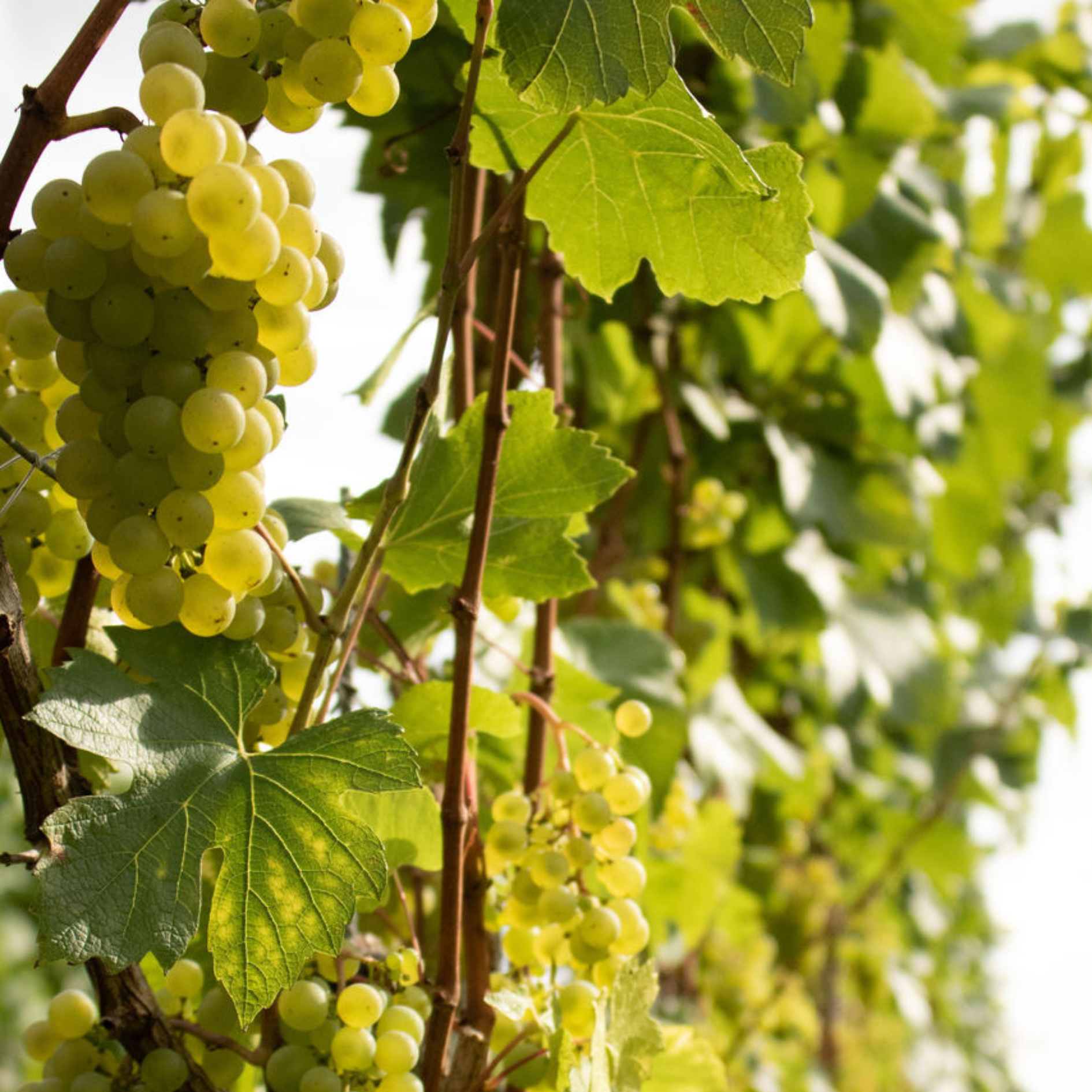 Sip & Stroll Vineyard Tour
