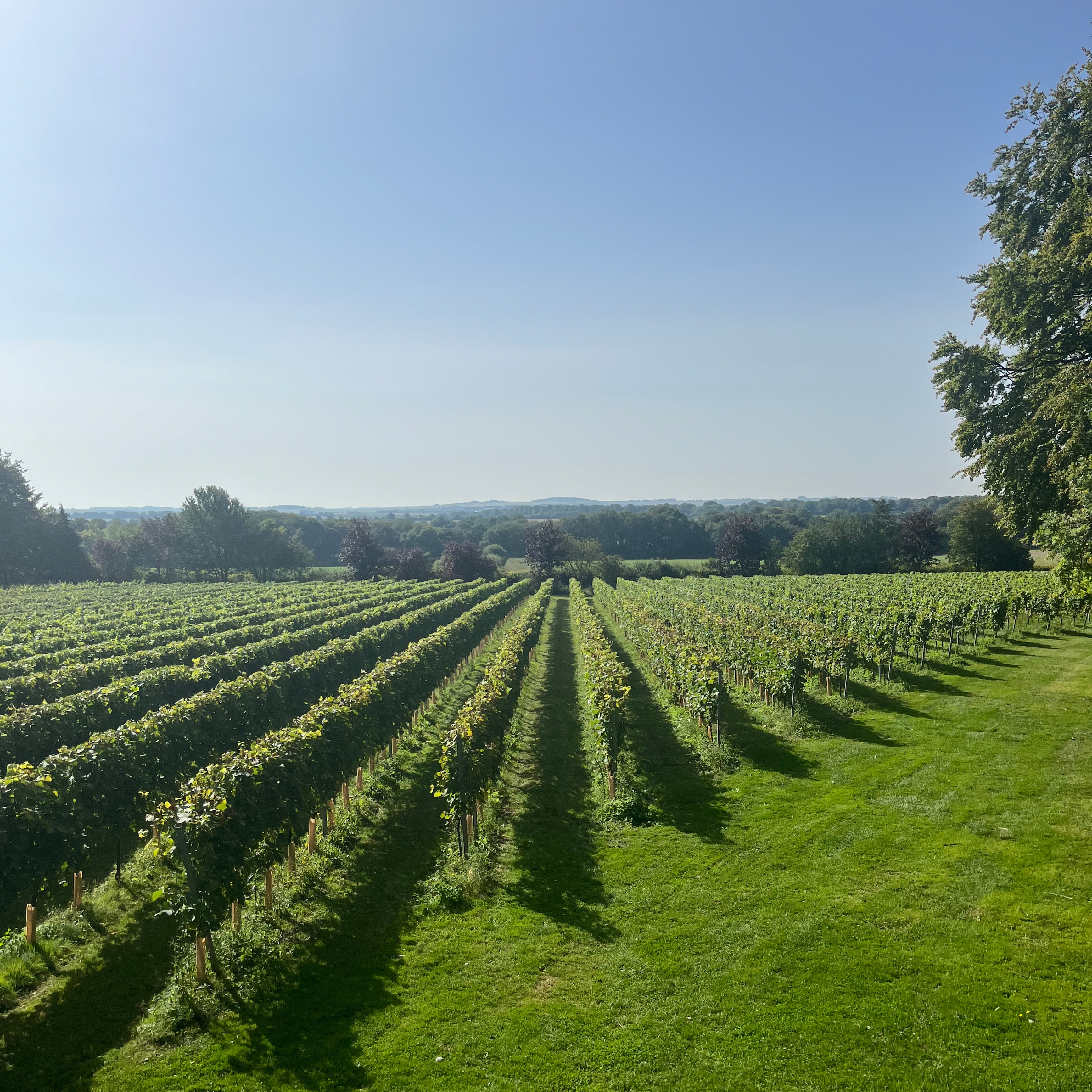 View over Three Acre Vineyard at Bluestone