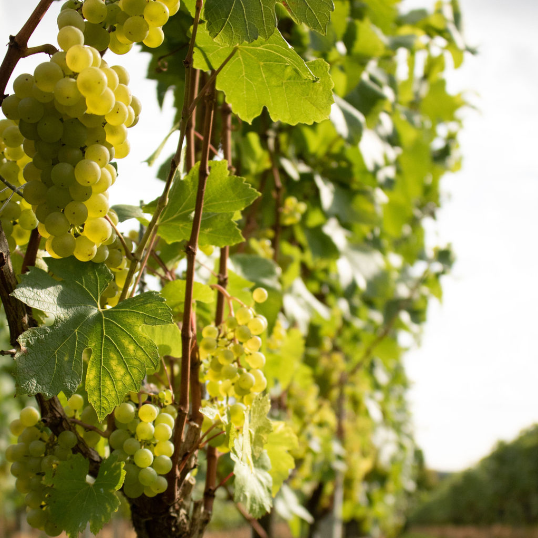 Chardonnay grapes in September, almost ready for harvest