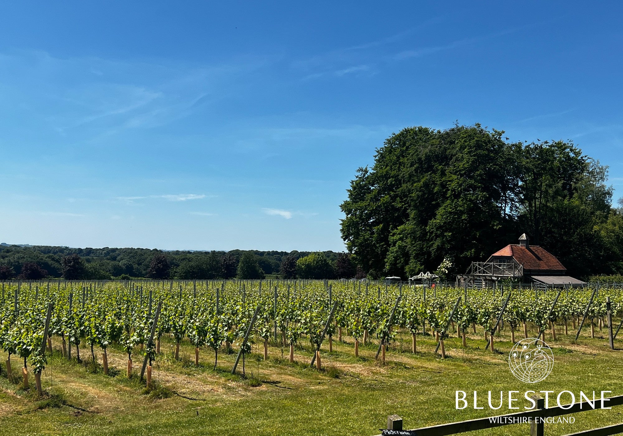 2021 Vintage Report at Bluestone Vineyards