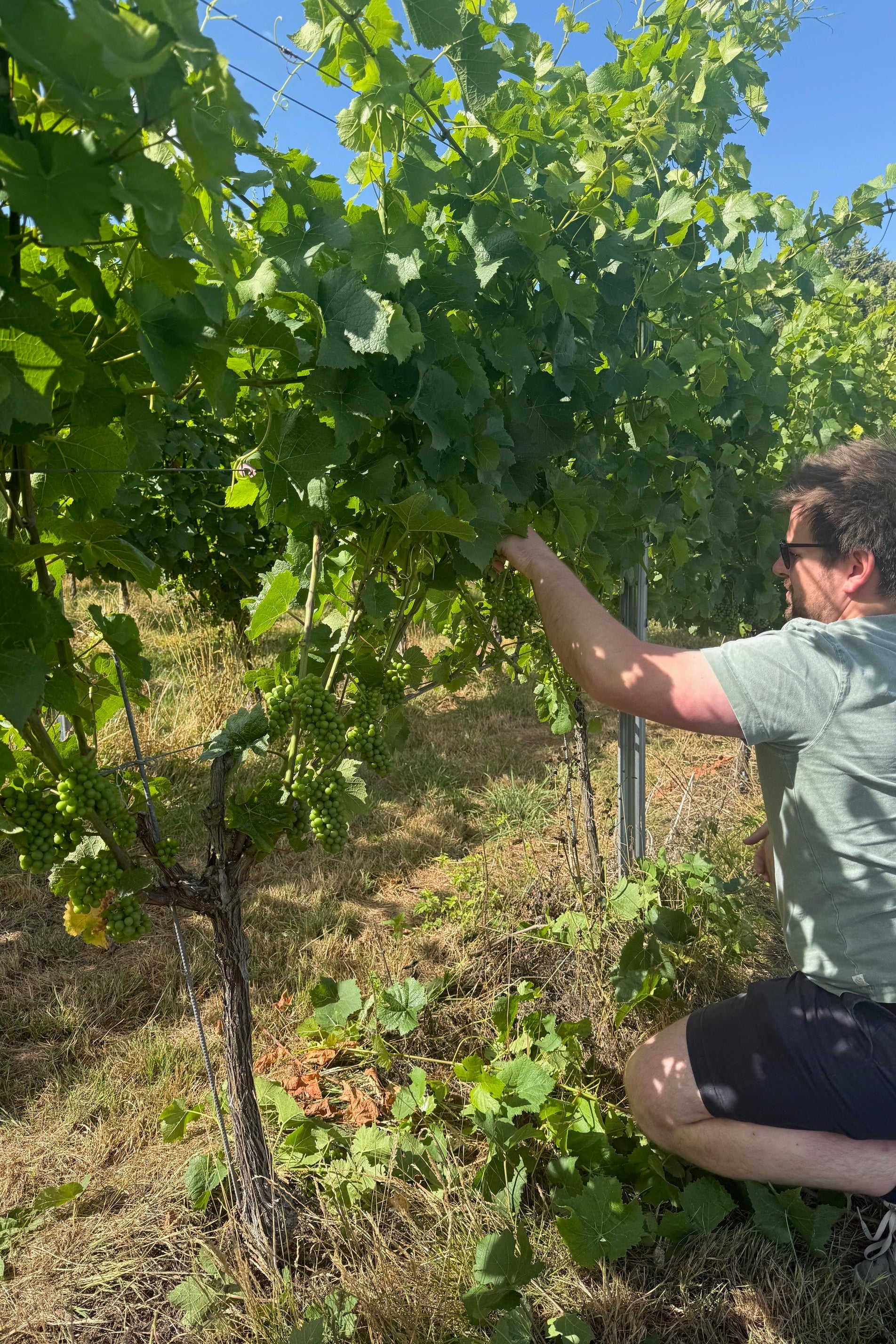 Canopy Management Workshop, 11th July